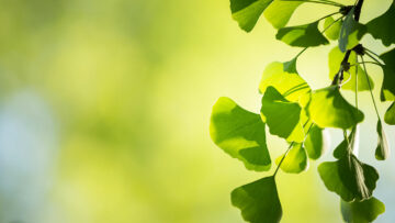 Ginko gut für Gehirn und Gehör