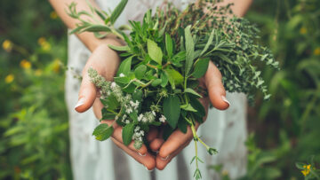 Frühlingskräuter gesund und schmackhaft